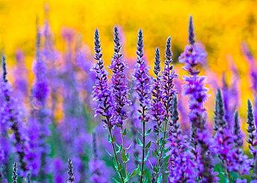 白月光与朱砂痣，《寻找天堂》才是男性的终极选择题？