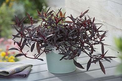 挑战8毫秒极限！详解《忍者龙剑传4》120帧自研引擎